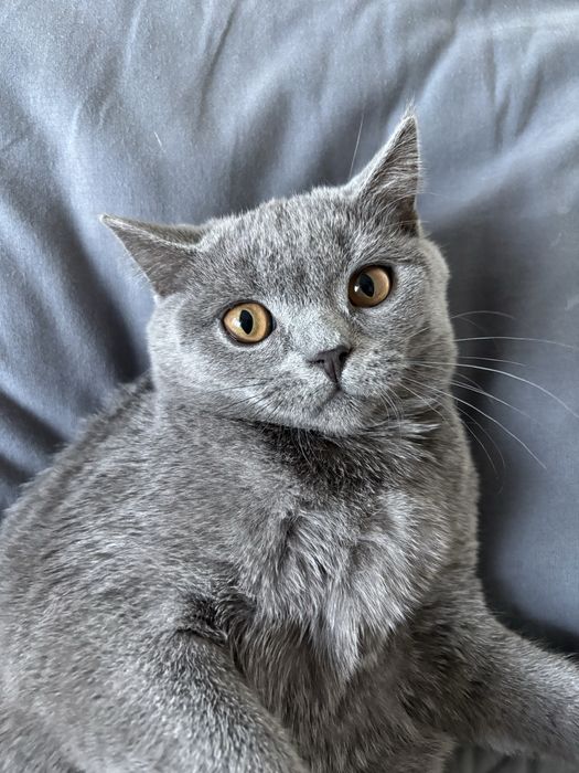 Британска котка, на 6 месеца