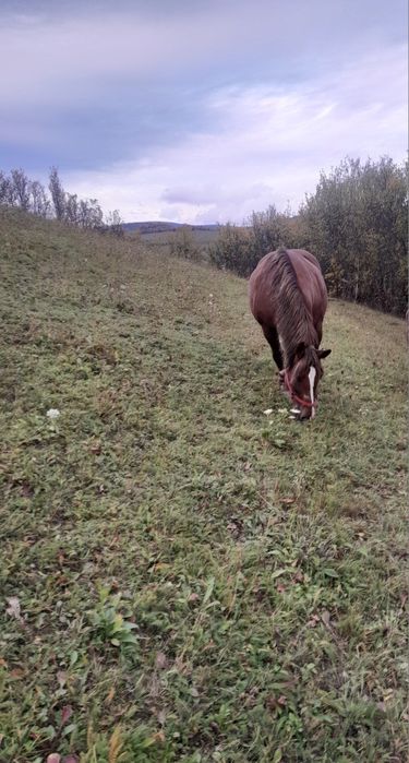 Vând iapa  de 6-7ani