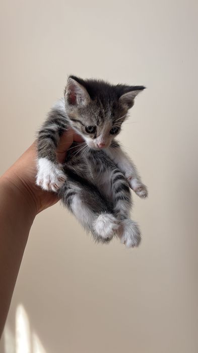 Котята в добрые руки!
