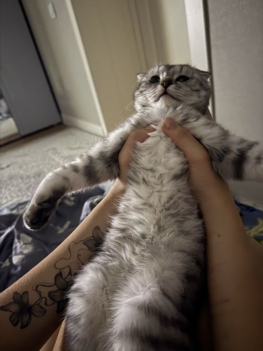 Шотландский котенок