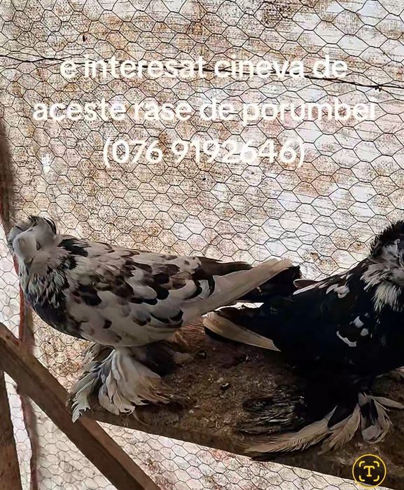 Porumbei uriași maghiari