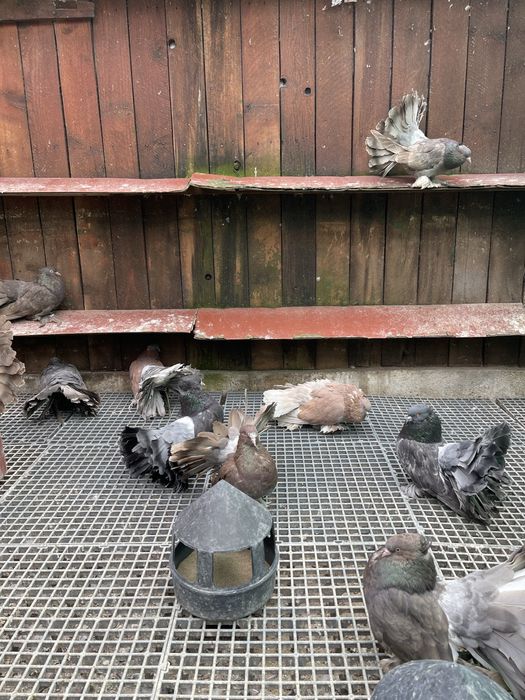 Porumbei Voltati Indieni!