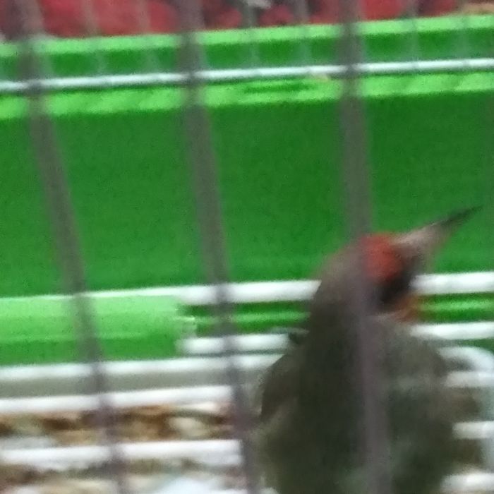 Сайроки сава куш сотилади