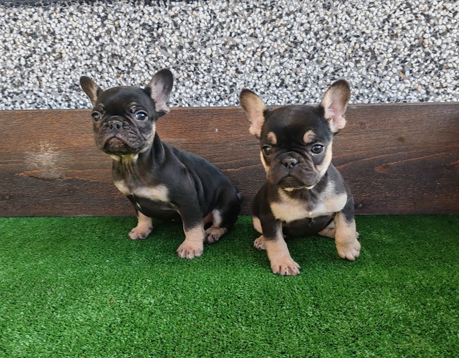 Френски   булдог