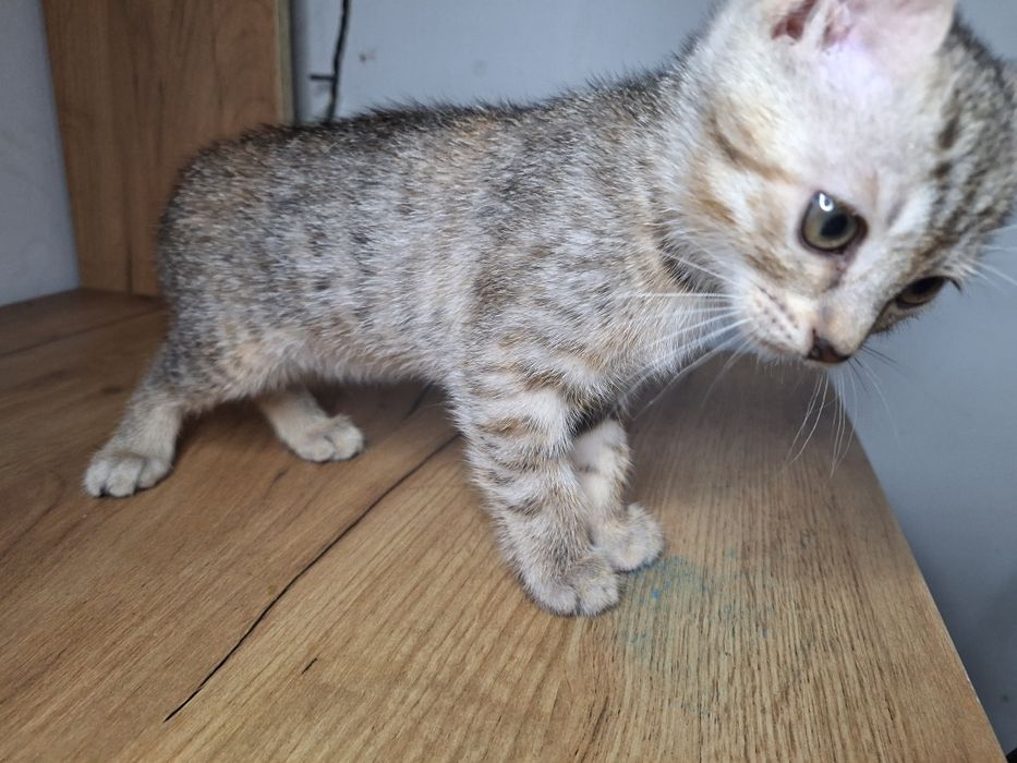 котята даром срочно