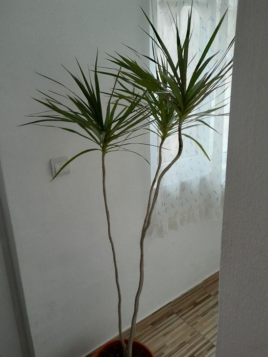 Dracena 1,70 m, planta ornamentala