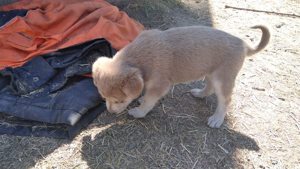 Отдам щенков в хорошие руки