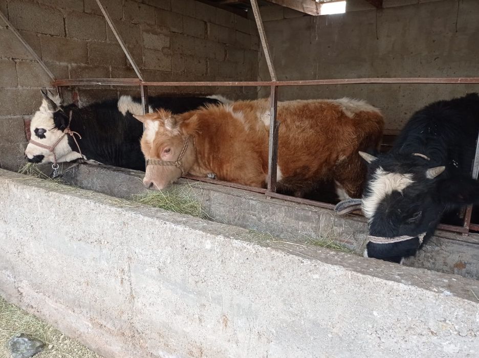 6 бас бука сатылады срочно