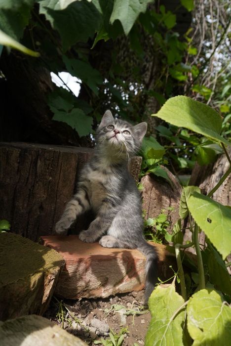 Отдам котят, 2 кошечки