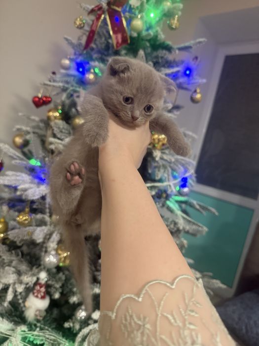 Продаються шикарные клубные котята очень красивые ,веслоухие