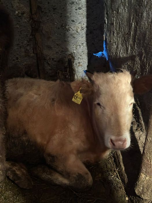 Продам 2 Бычка и 2 Телки