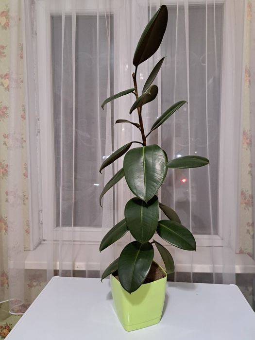 Продам цветы в горшке