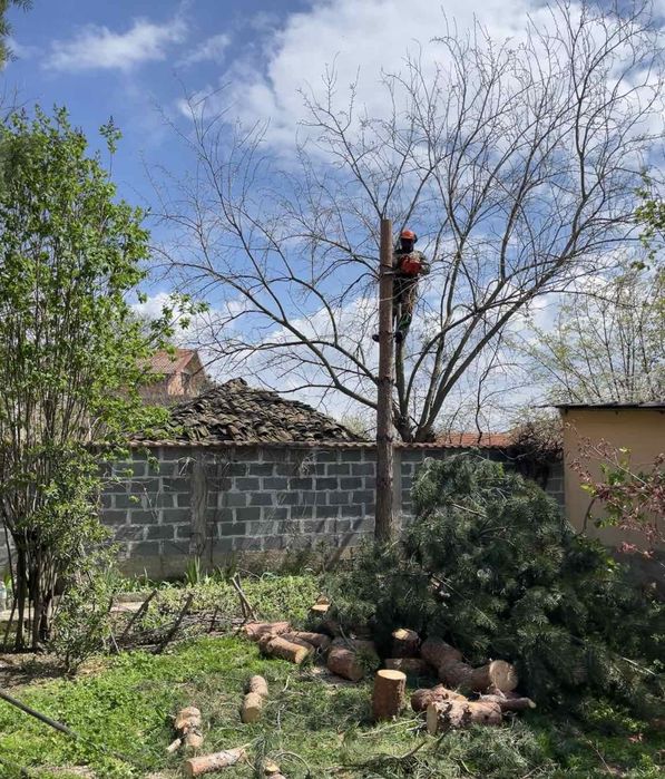 Арборизъм кастрене и рязане на дървета