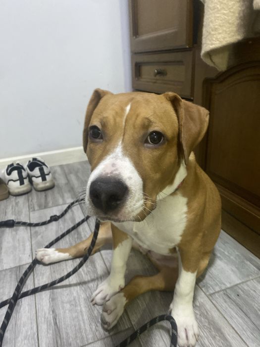 Амереканский Стафоршидский Терьер