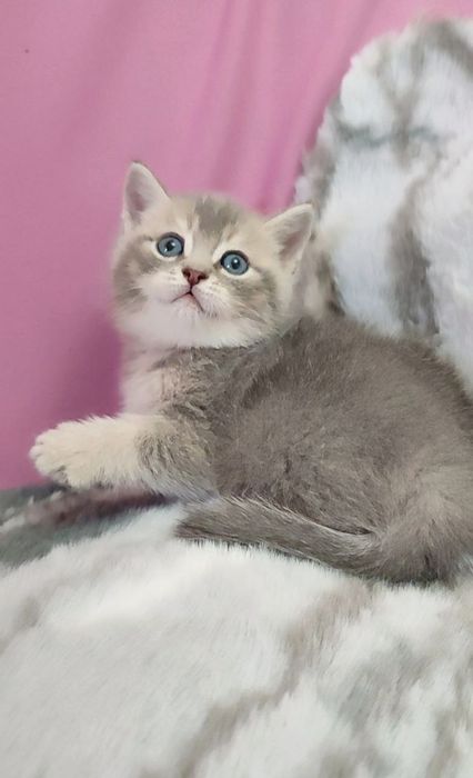 Британский мальчик голубая шиншилла