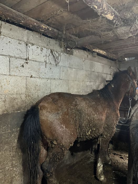 Полторашка жеребец. Хороший, спокойный.