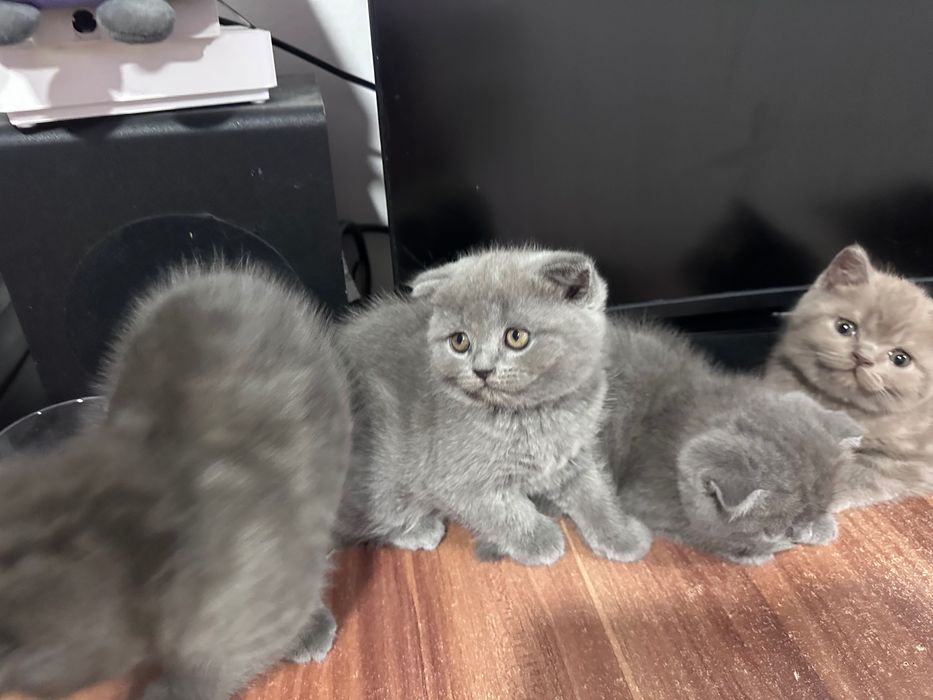 British shorthair