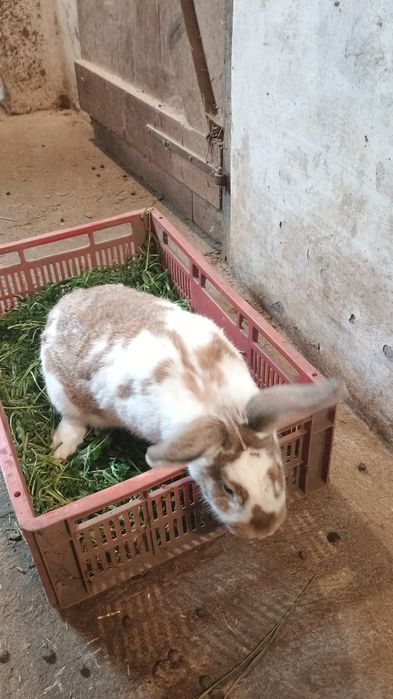 Vând iepuri fluture german.