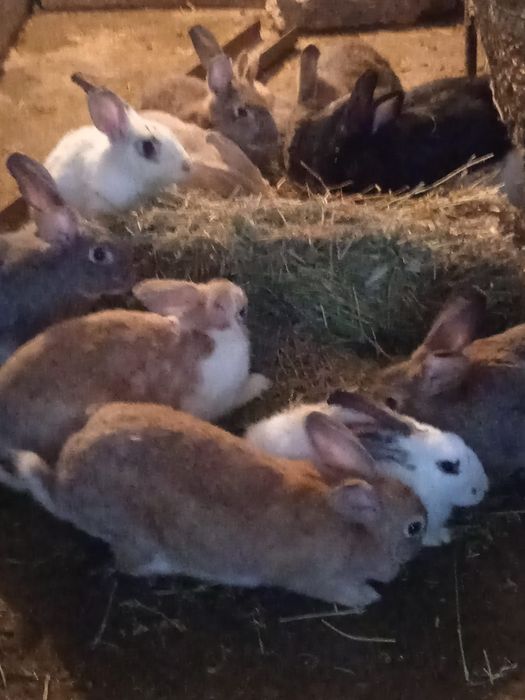 Продаются кролики