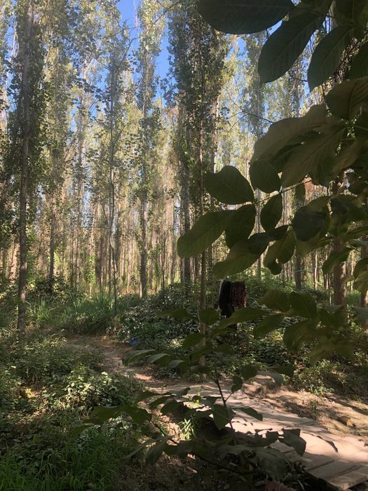 Участок Зангиота мечеть.