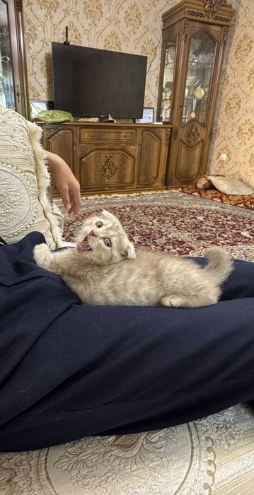 Scottish fold qiz