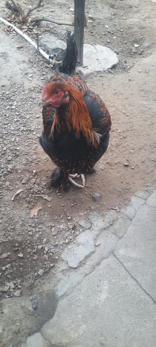 Петух Кохинхин золотоцы