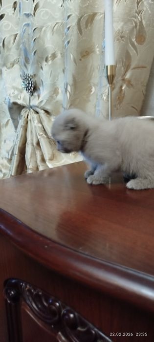 Вислоухие котята