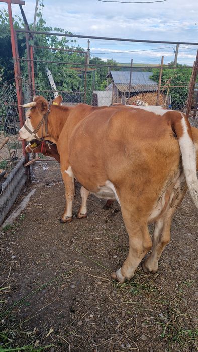 Vand vaca balțată românească gestantă