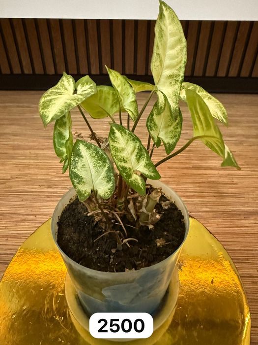 Продам разные комнатные цветы