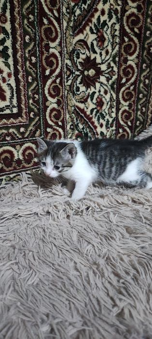 Два котика в добрые ручки)
