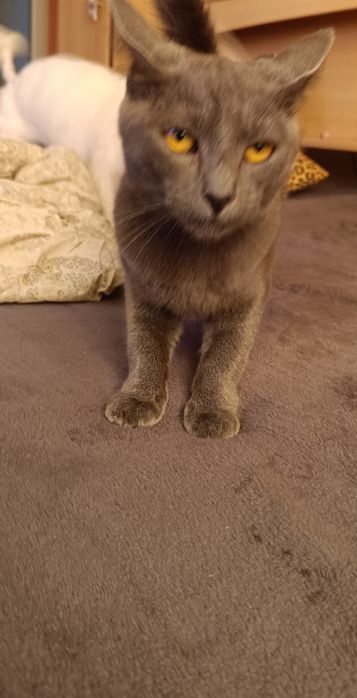 Pisică albastru de Rusia