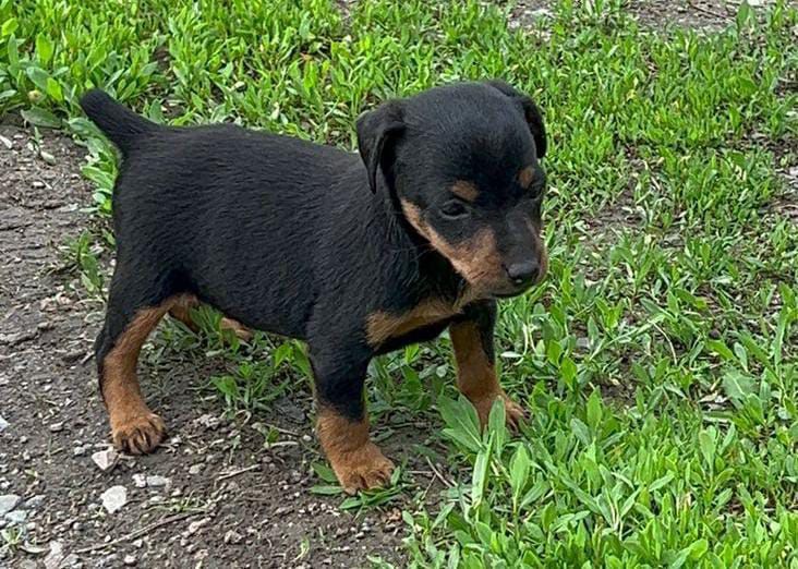 Продам щенков Ягдтерьера.