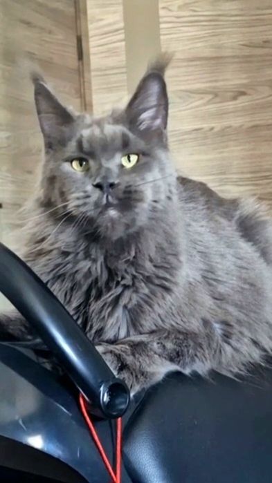 Мейн-кун девочка