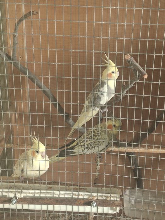 Папугаи карелла мрамор