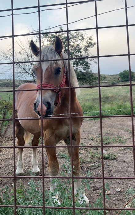 Vand cai sanatosi, bine ingrijiti, potriviti pentru munca sau agrement. Blanzi si usor de manevrat .Pret negociabil Detalii la telefon.