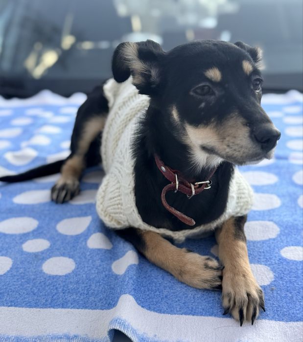 Отдам  щенков в добрые руки