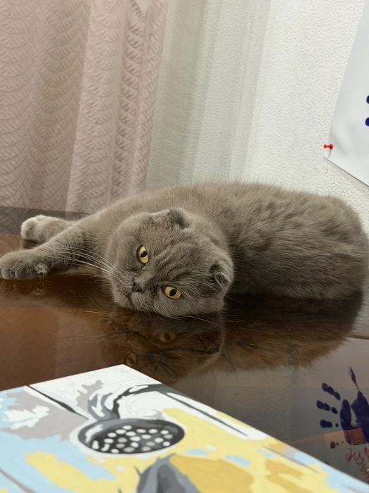 Отдам кошечку в заботливые руки