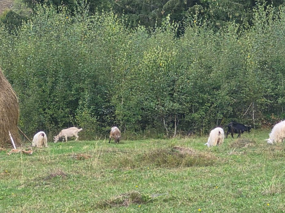 Animale domestice