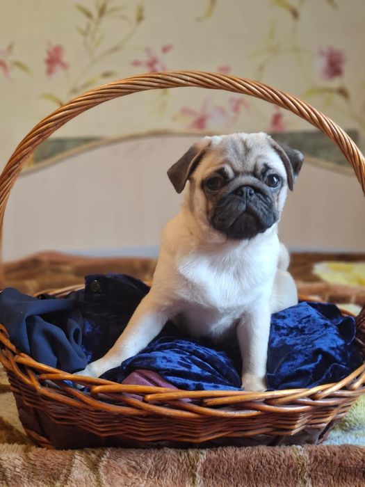 Щенки мопса с документами девченки