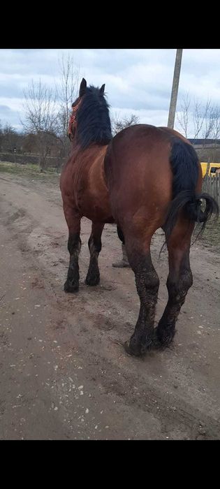 De vânzare armăsar