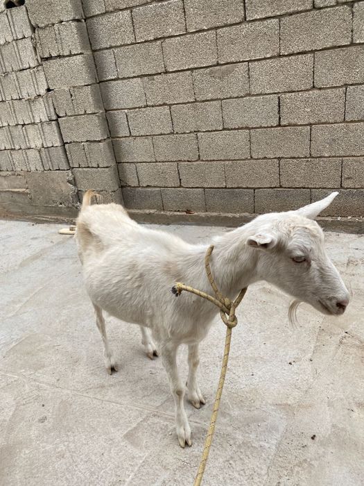 орыс сауынды ешкы сатылады