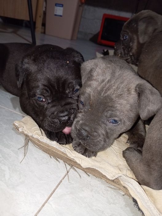 Щенки Кане Корсо