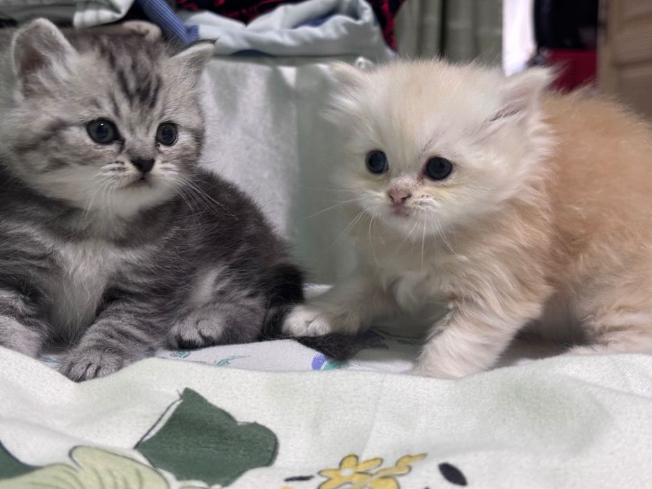 Шотландские котята страйт, мальчик и девочка, чистокровные