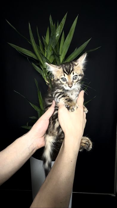 Клубные бенгальские котята