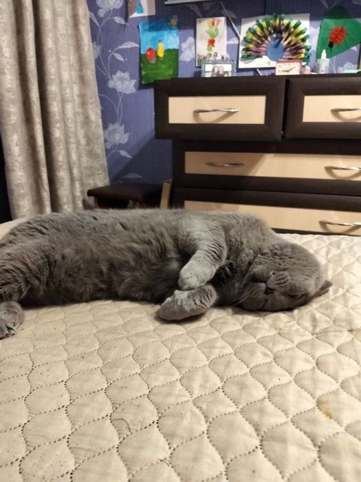 Отдам кота в добрые руки