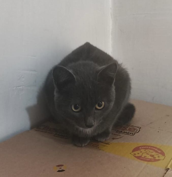 Отдам котенка мальчик