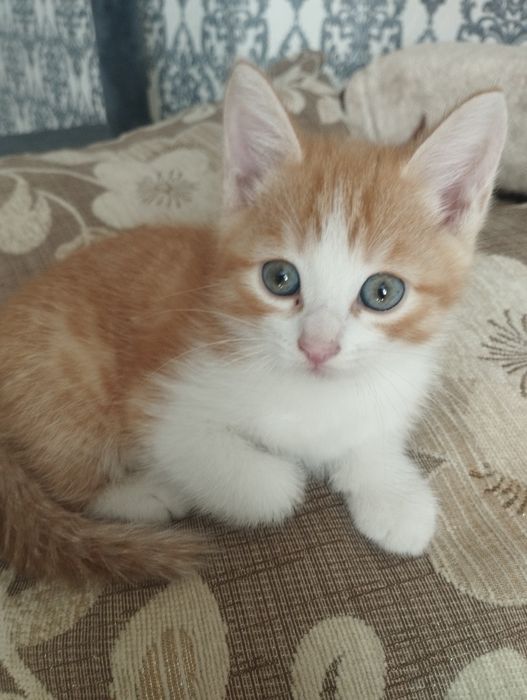 Ласковые котята ищут дом