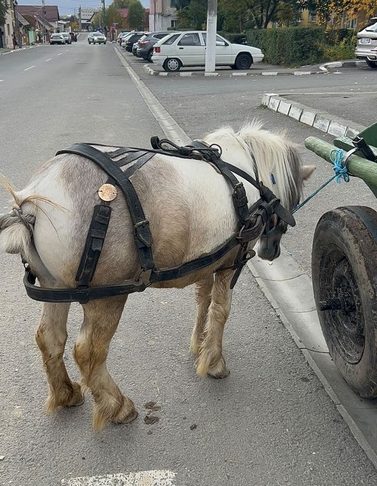 Vând ponei de vâstră 3 ani
