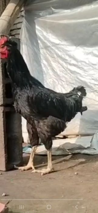 Кора шахзода хуроз мокенлар сотилади