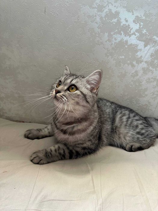 Britanskaya strait sotiladi